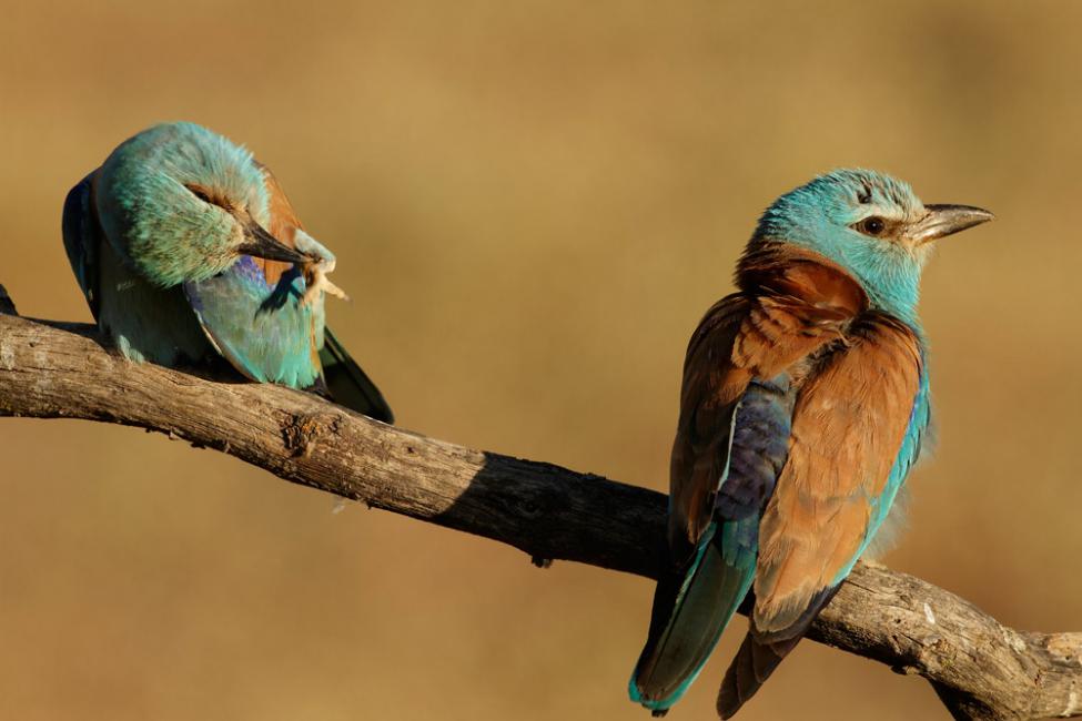 El comer y el rascar